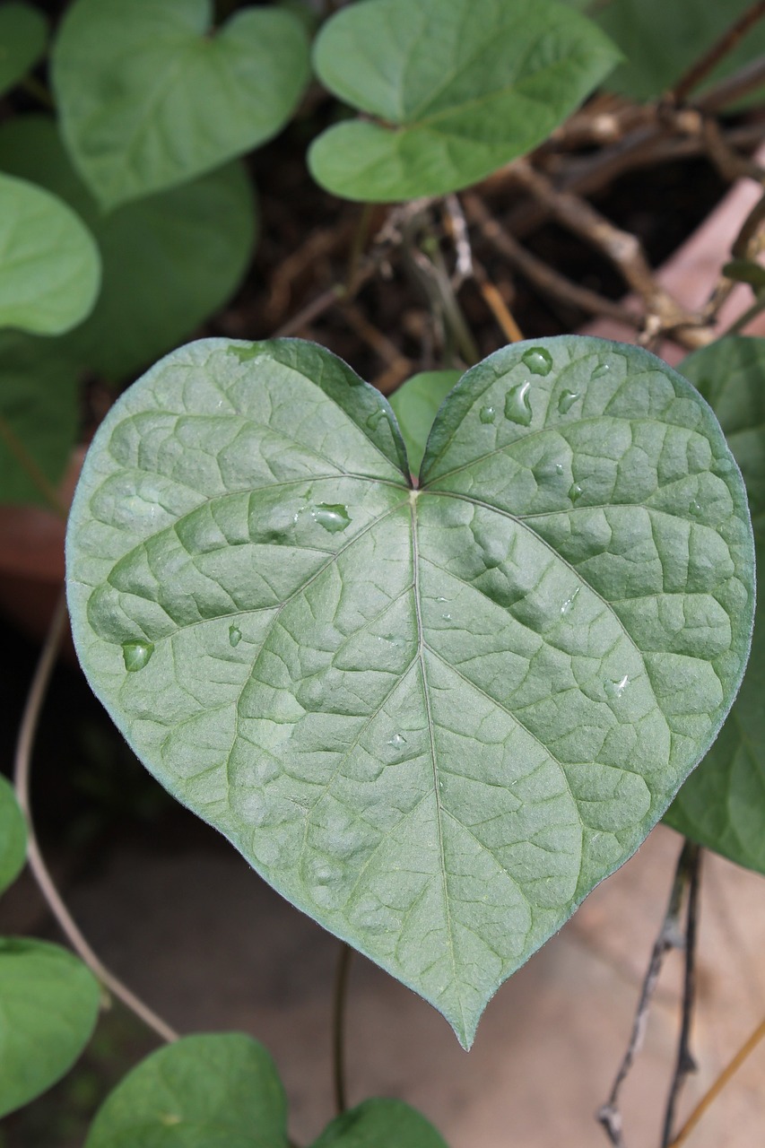 emotion, love, heart-2774239.jpg